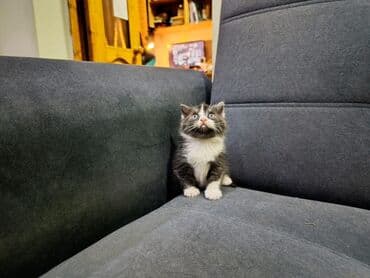 вислоухая кошка сколько стоит: Продаю котят шотландских вислоухих - Окрас: полосатый/белый (табби) и — 5