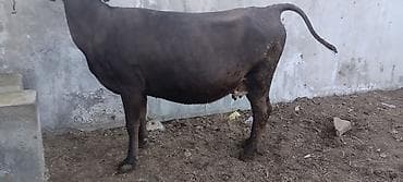 Баран, овца: Продаю | Корова (самка) | Для молока — 3