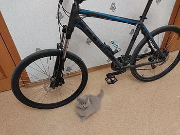 Көркөм өнөр жана коллекциялоо: Шаардык велосипед, Cube, Велосипед алкагы L (172 - 185 см), Колдонулган — 4