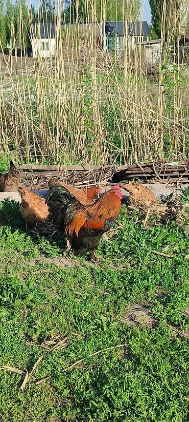 Продаю | Петух | Для разведения — 2