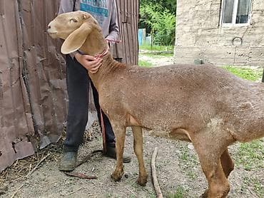 уй сатылат бишкек 2022: Сатам | Ургаачы кой (ургаачы) | Арашан — 2