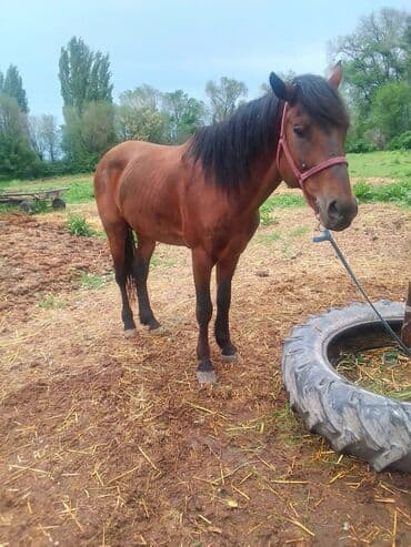 продаю породистых коров: Продаю | Конь (самец), Жеребец | Английская, Полукровка | Конный спорт, Для разведения, Рабочий | Племенные — 12