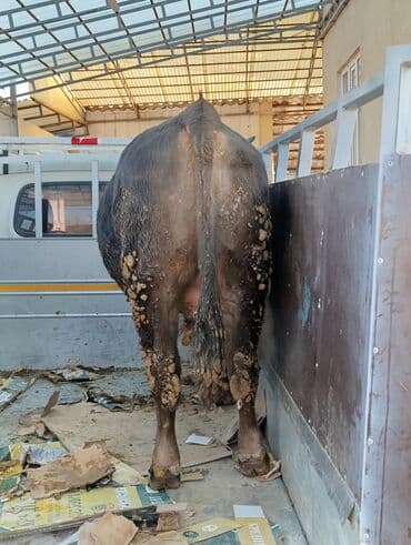 купить собаку для охоты: Продаю | Бык (самец) | На откорм | Привязанные — 1