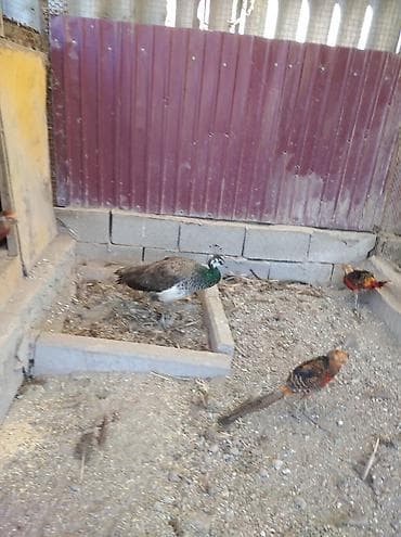 Үй жаныбарлары: Продам взрослую самку павлина — 2