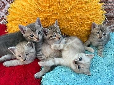отдам котят в добрые руки бишкек: Отдаю котят в добрые руки 🤗 Мама на половину — 4