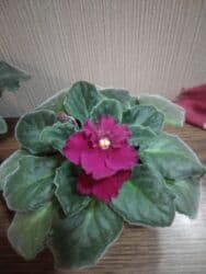 бугенвиллия фото: Сенполии (узамбарские фиалки) с бордовыми махровыми цветками. - — 3