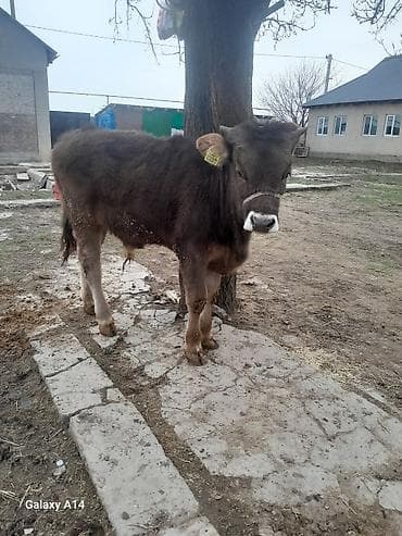 продаю бык: Продаю | Бык (самец) | Швицкая | На откорм | Привязанные — 6