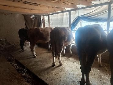 швиц: Продаю | Тёлка | Швицкая | Для молока | Стельные — 3