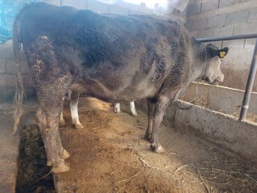 дойных коров: Продаю | Корова (самка) | Алатауская, Швицкая | Для разведения, Для молока | Племенные, Стельные, Искусственник — 1