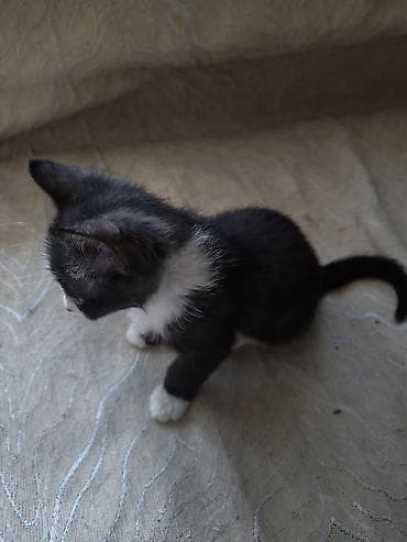 Кошка даром: Беспородная, 2 месяца, Мальчик, Приучена к лотку — 6