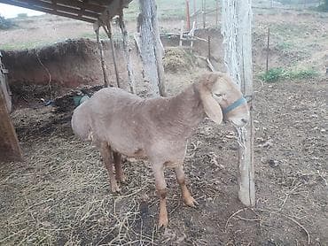 баран живой: Продаю | Баран (самец) | Арашан | Для разведения | Племенные — 4