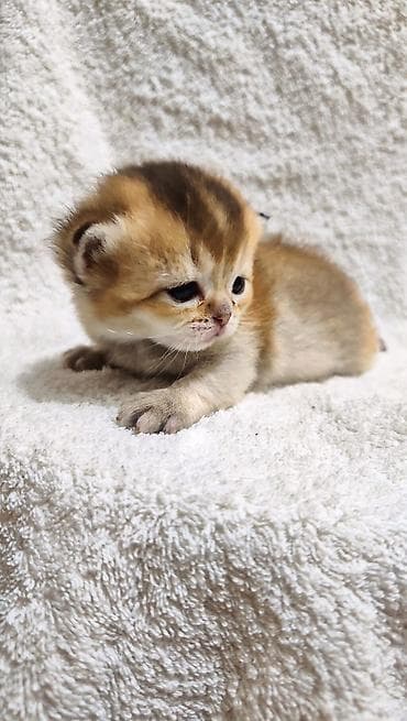 Продажа кошек: Шотландские котята (fold/straight) золотых окрасов готовы к раннему — 2