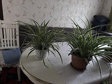 хлорофитум кудрявый: Декор для дома и сада, Кашпо и цветники — 4