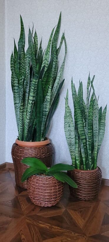 искуственные растения: Кашпо, ратанг, ротанг, гаршок, декор, клумба, ваза, подарок, новый — 4