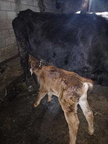 кой сой: Продаю | Корова (самка) | Полукровка | Для молока | После отела — 5