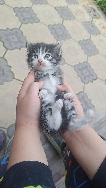 свинкс кошка: Кошка даром: Беспородная, Девочка — 2