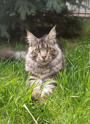 купить хаски чистокровную: Мейн-кун, 6 месяцев, Мальчик, С документами — 1