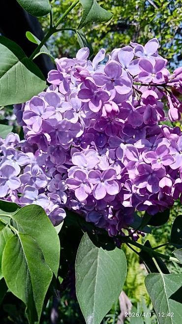 цветы сирень: Сирень срезка на букеты 70 с ветка. Сирень садовая (Syringa — 2