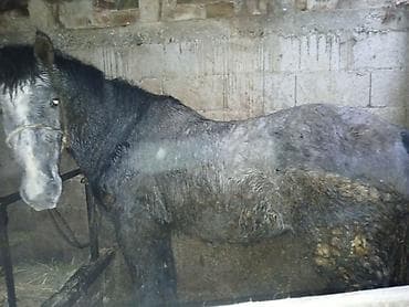 Продаю | Конь (самец) | На забой at lalafo.kg Продаю | Конь (самец) | На забой