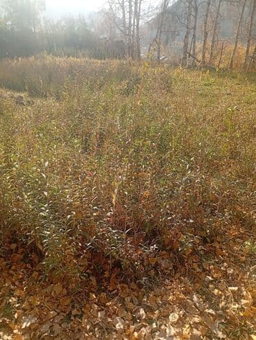 malina.kg продажа малины оптом в бишкеке новопокровка фото: Саженцы цветка — 2