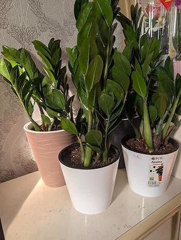 растении: Комнатные растения в горшках - Антуриумы (красные и белые соцветия) — 9