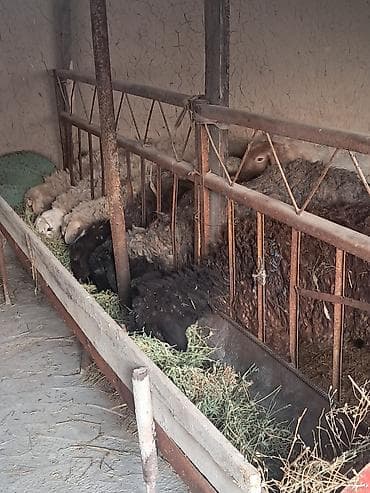 Куры, петухи: Продаю | Овца (самка) | Для разведения | Матка — 10