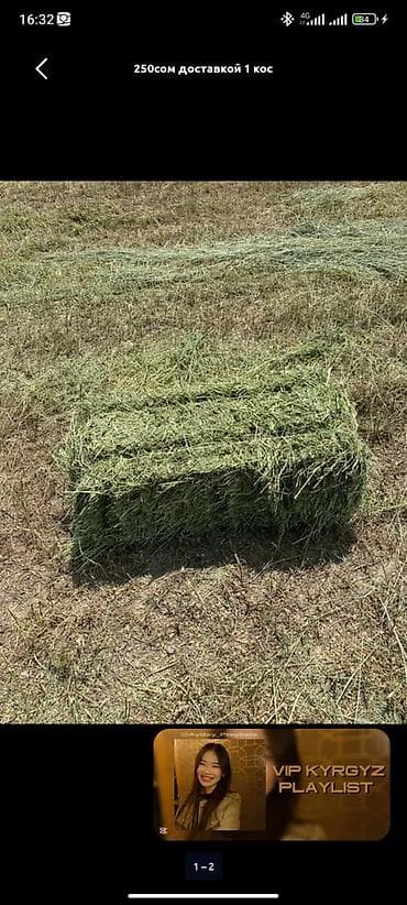 Сено в тюках. - Косовка: 1 кос - Цена: 250 сом - Включена доставка at lalafo.kg Сено в тюках. - Косовка: 1 кос - Цена: 250 сом - Включена доставка