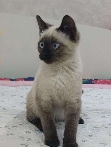 Отдам даром кошку: Котёнок с окраском поинт (сиамский тип). Особенности: - Окрас — 2