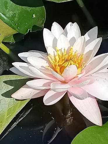 молодая гвардия: Продаю большой корень кувшинки. Цвет- розовый. Не боится морозов — 1