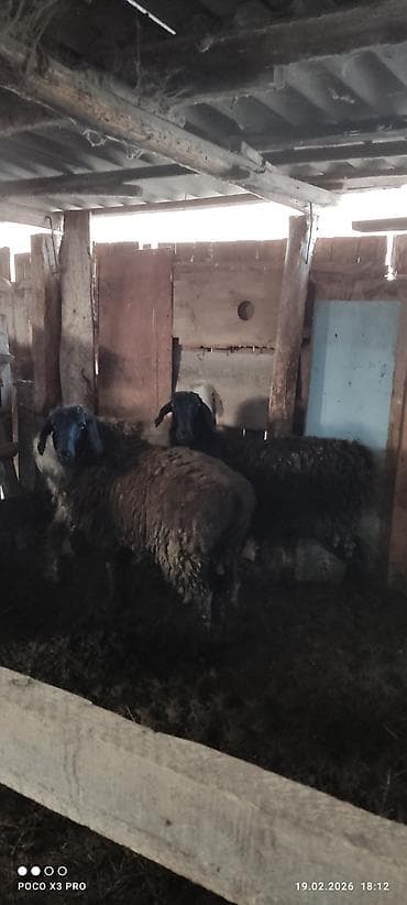 Мышыктар: Сатам | Ургаачы кой (ургаачы) | Көбөйтүү үчүн — 2