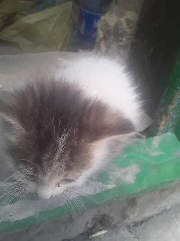 котят: Котята от домашней кошки - Помёт из нескольких котят разной окраски — 5