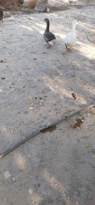 куры доминанты: Домашние гуси - Породы/окрас: один белый гусь, второй серый с белыми — 2