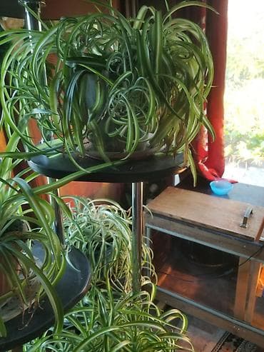 фикус тинеке: Хлорофитум (Chlorophytum comosum) в горшках — пышные взрослые — 2