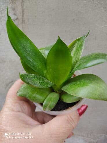 чайное дерево: Распродажа САНСЕВИЕРИИ цветы комнатные В чем польза: очищает воздух — 7