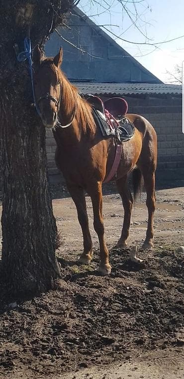 хаски сколько стоит: Продаю | Жеребец | Полукровка | Конный спорт | Племенные — 2