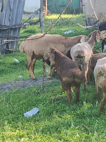 Сатам | Козу | Арашан | Көбөйтүү үчүн | Ургаачы — 7