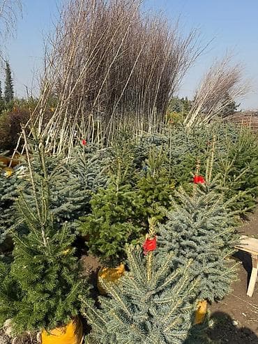 садовый декор: Еловые и хвойные декоративные растения для ландшафта - Голубая ель — 8