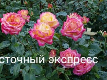 теплица цветы бишкек: Черенки цветка: Розы — 22