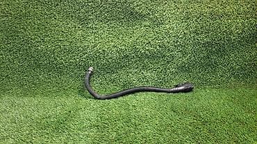 bmv e46: Горловины бачка обывателя Е60 7 144 396 Год 2007 В отличном — 1