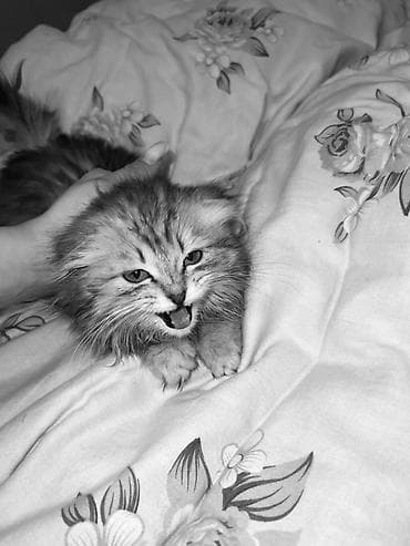 6 месяцев: Скотиш Фолд (Шотландская вислоухая), 3 месяца, Девочка — 2