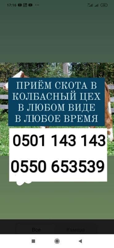 тюк пресс: Куплю | Коровы, быки, Лошади, кони, Другие с/х животные | Круглосуточно, Любое состояние, Забитый — 1