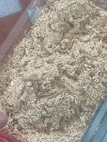 для животных: Живые личинки мучного червя (Tenebrio molitor) — питательный корм для — 6