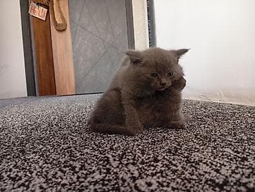 щенки курцхара: Продажа кошек — 9