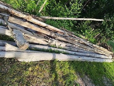 кукурузные пачатки: Дрова Тополь — 3