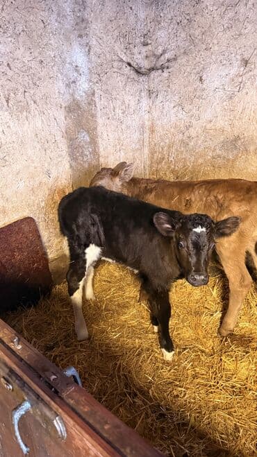 Собаки: Продаю | Тёлка | Швицкая | Для молока — 3