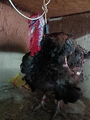 индюшата бишкек: Индюк (бронзового/тёмного окраса)

17кг вес. Токмок — 1