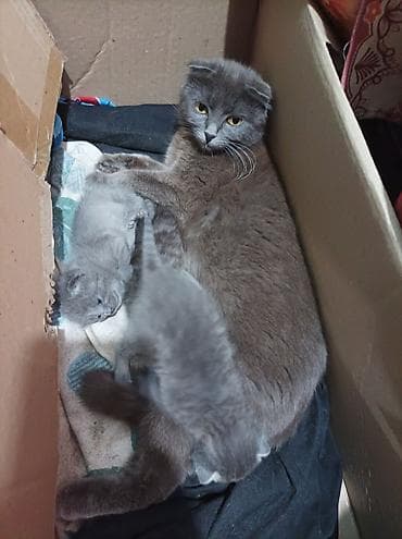 кошка серая: Котята - Помёт из нескольких малышей: два серых короткошёрстных и — 3