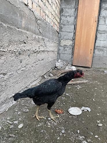 где купить утят: Продаю | Петух | Бойцовая | Для разведения — 1