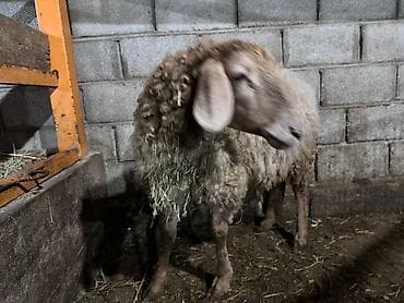 матки пчел: Продаю | Овца (самка) | Для разведения | Матка — 2