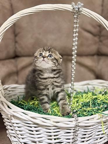 кошка в бишкеке: Скотиш Фолд (Шотландская вислоухая), 1 месяц, Девочка, Приучена к лотку — 1